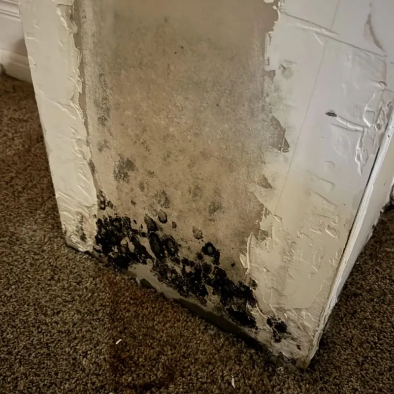 Professional Mold Removal in Henry County, TN